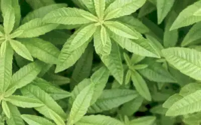 Cooling Herbs for Summer in Cyprus