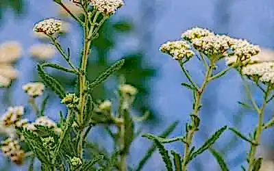 Discover the Ancient Wisdom & Medicine of Yarrow