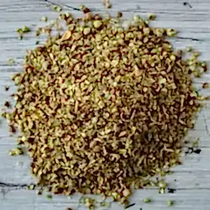 Oregano