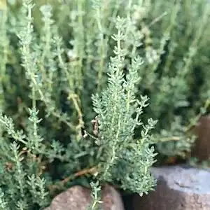 Thyme tea