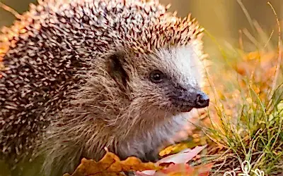 Wildlife of Cyprus at Cyherbia Botanical Park