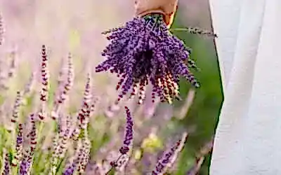 Lavender Benefits and Uses: Essential Oil, Tea and Skincare Guide