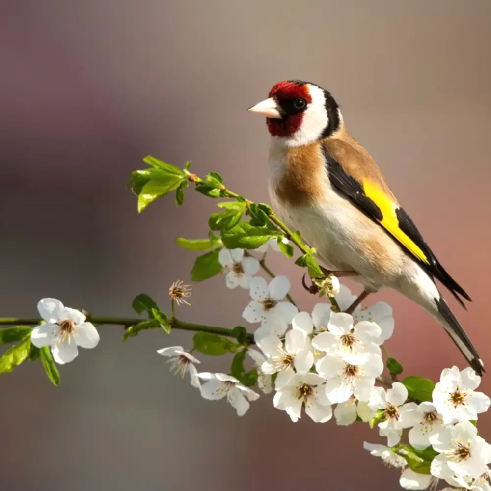 Goldfinch